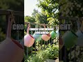 Balcony Oasis: From Narrow Space to Lush Multi Level Garden