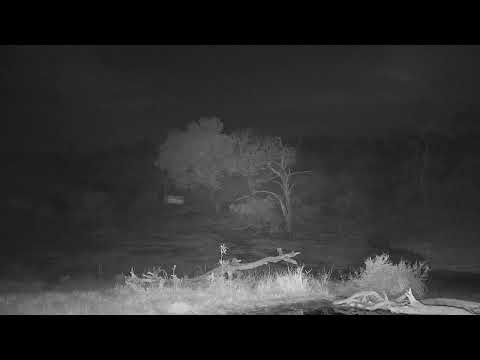 camera iphone 8 plus apk Djuma Private Game Reserve Live Stream