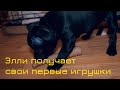 Щенок стаффи Элли получает первые игрушки.