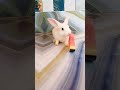 OMG! 😍 Bunny Eating Watermelon 🍉🐰 #Shorts