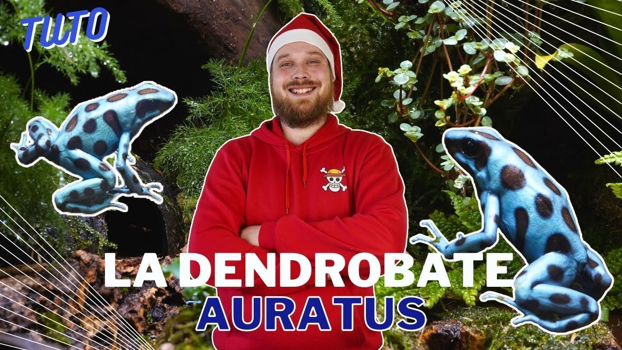 Comment bien INSTALLER des DENDROBATES AURATUS 🐸 ! Trucs & Astuces [ ANI' MOOD ]