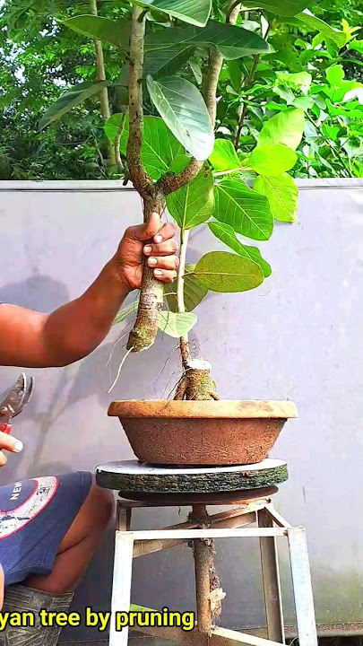 #bonsai tree banyan  #bonsai #peepal #bonsaitree #gardening #ficus bonsai#peepal bonsai#shorts