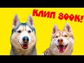 Mister Booble - БУБЛИК ВОЛК!! (Official music video) Клип 800К ХАСКИ БУБЛИК
