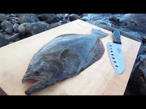 こんな所で釣れたて寒ヒラメを捌いて食ってみた‼