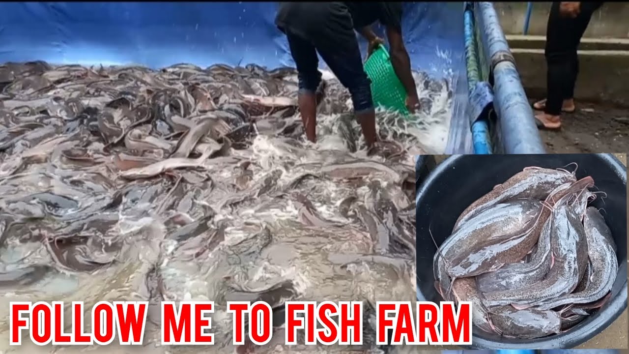 FISH VIDEO FISH FARM VISIT FOLLOW ME TO FISH FARM FISH TANK FISH
