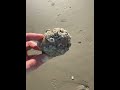 Another cool seashell find! 🐚✨ #Camp2Coast#BeachWalks#AdventurePup#SimpleJoys#FYP