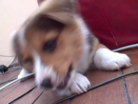 Ein Playing with a toy