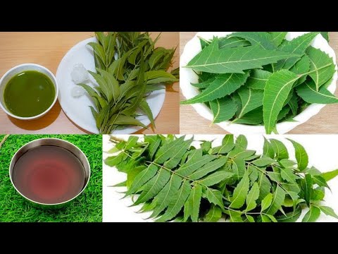 शुद्ध नीम तेल बनाने की विधि/आप भी बना सकते हैं चमत्कारी नीम का तेल घर पर/Homemade Neem Oil at Home