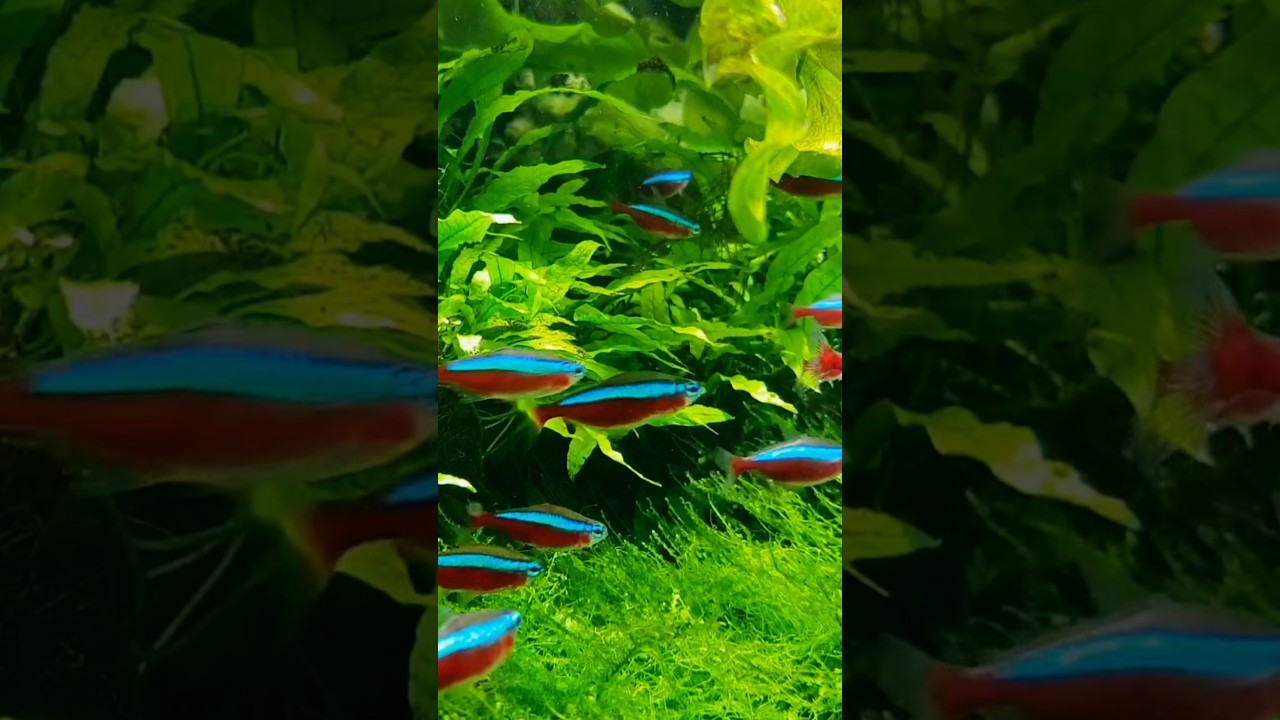 Cardinal Tetra