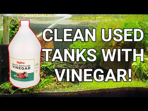 Video: Slik rengjør du en akvatisk skilpadde