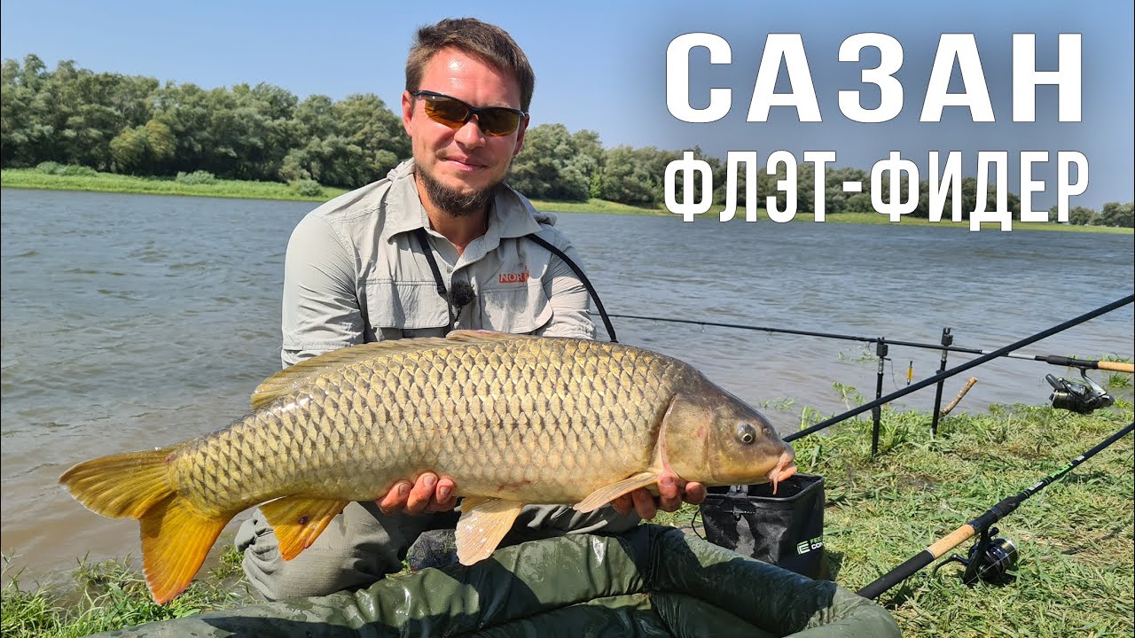 Сазан на нижней волге