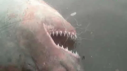 Акула в донском водоеме - выдумка рыбаков или настоящий улов - мнение эксперта