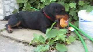 Tutush 3, Jagdterier, S.rakovski