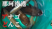 第54回 Deepwave Soranaの穴 東京湾 夜アナゴ釣り Youtube