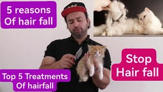 Treatment of hairfall in persian cats | 5 reasons 5 Treatments | Urdu | Hindi by Cats & birds club Fz 643 views 4 days ago 6 minutes, 41 seconds