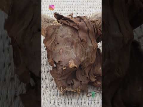 مصر اكتشاف أكثر من 2000 من رؤوس الكباش المحنطة تعود للعصر البطلمي