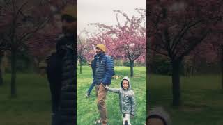 Cherryblossom Washington Dc