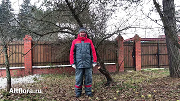 Зачем нужна обрезка плодовых деревьев?