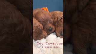 Lady’s toy Cavapoo puppies #cavapoopuppies