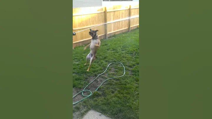 Echo and the garden hose