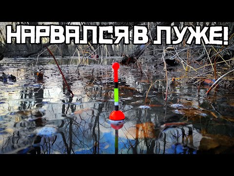 Видео: НЕ ДУМАЛ ПОЙМАТЬ СТОЛЬКО! Лесная лужа ВЫДАЁТ КРУПНЯК! Рыбалка 2024