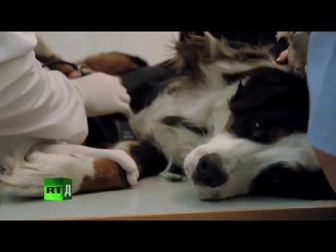 Ветеринарная клиника Друзья Ветеринарная клиника Друзья