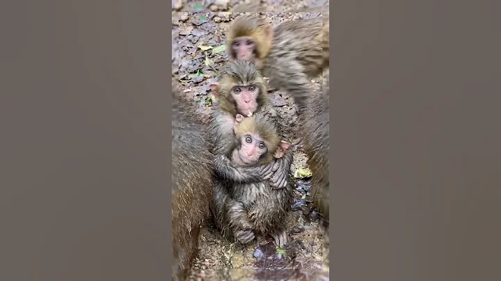 Monkey lifestyle living at home,  #short