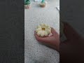 Cupcake Piping Technique Tutorial| Buttercream| Decorating techniques and Ideas| Flowers| Rose|