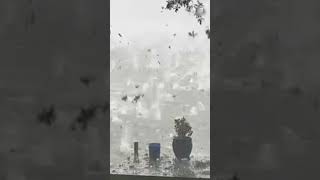 Historic hail storms cause major damage #shorts