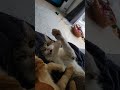 Galaxy doesn't know how to fight