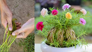 How to grow flowers 10 hours into a sphere