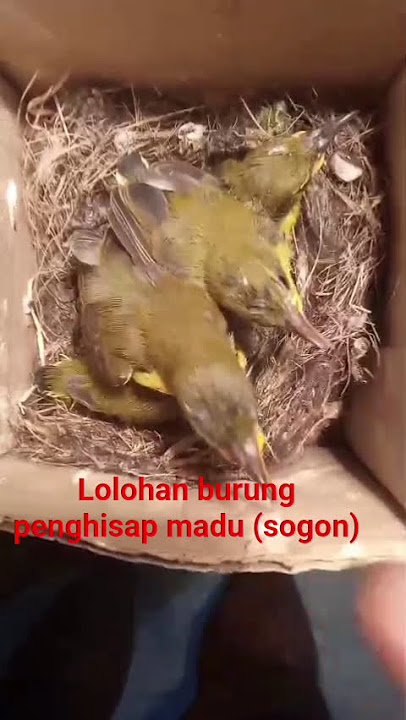 cetak burung masteran...#kicaumania#fyp#kicaunusantara