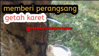 Cara Memberi Perangsang Getah Karet Untuk Hasil Maksimal