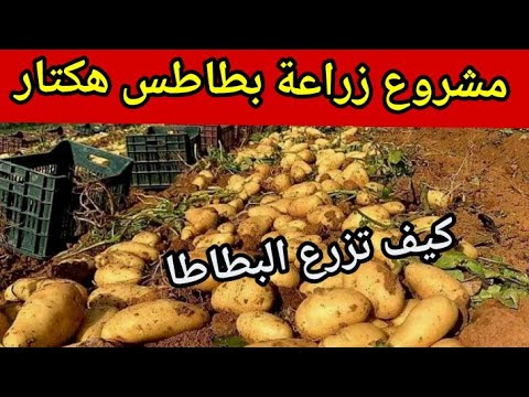 كيف تزرع البطاطا زراعة هكتار واحد مشروع مربح تكلفة