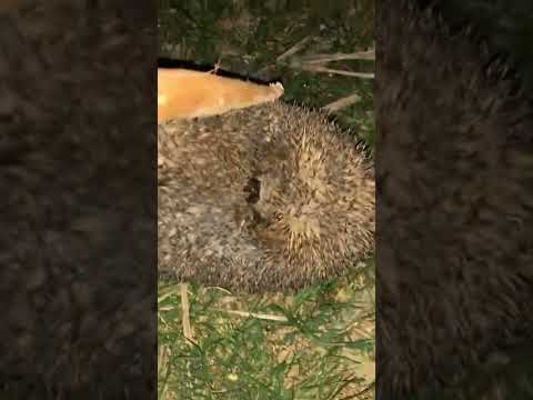 القنفد العراقي فرق بين الذكر والانثي