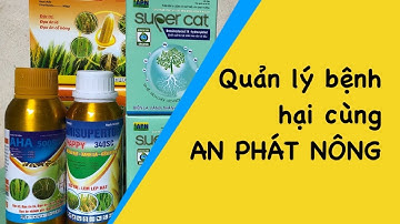 Quản lý bệnh hại gai đoạn đòng trổ cùng Cty An Phát Nông. | Huỳnh Hiếu 0988292889