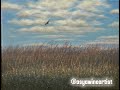 'Flight' 11×14 Oil on Canvas | Iowa 2025