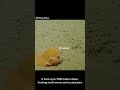 dumbo octopus - Grimpoteuthis