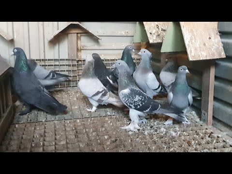 Kümesimden bazı kareler