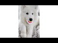 Puppy Samoyed PICKS Surprise Toy or Cookie?