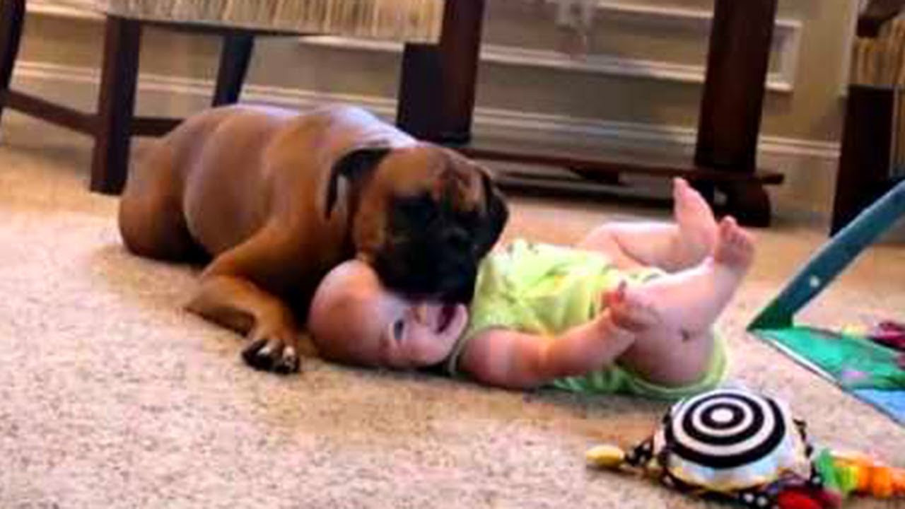 Boxer Et Bébé Nouveau Né Première Rencontre Cute Chien Et Bébé