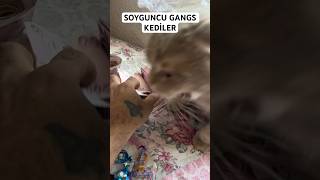 @profesorkedi   LA CASA DE MİYAV 😹  | BANKA SOYGUNU PART #1 screenshot 3