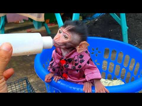 baby monkey drinking milk || monyet kecil lucu sedang minum susu