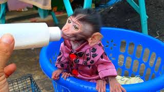 baby monkey drinking milk || monyet kecil lucu sedang minum susu