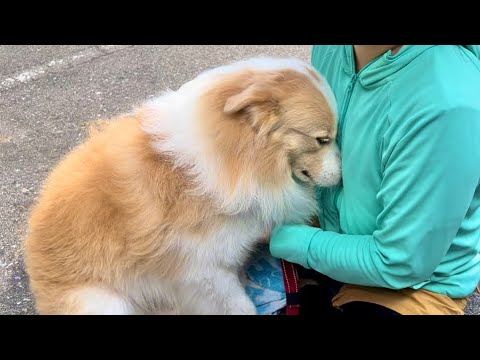 眠くなると赤ちゃんみたいにグズッてしまう犬がコチラ【ボーダーコリー】