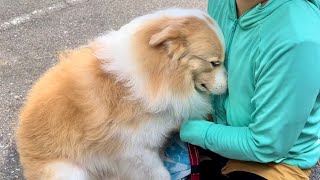 Here's a dog that gets sleepy like a baby [Border Collie]