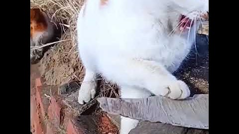 Ngày 14 tháng 12 năm 2020