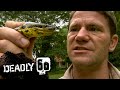 Anaconda Almost Crushes Steve's Hand! | Deadly 60 | BBC Earth Kids