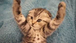 Прикол с котенком ♥ Скоттиш фолд ♥ Аэробика, зарядка ♥ Scottish Fold Прикол с котенком ♥ Скоттиш фолд ♥ Аэробика, зарядка ♥ Scottish Fold