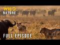 Wild Tanzania (Full Episode) | Clash of Titans | Wild Nature